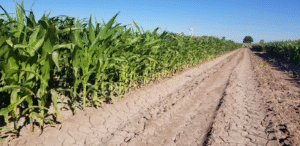 Abren convocatoria de apoyo a fertilizante para agricultores de riego en Chihuahua